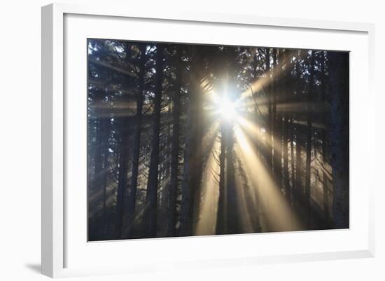 Sunrise through Morning Fog and Trees, Oregon Coast, Pacific Northwest-Craig Tuttle-Framed Photographic Print
