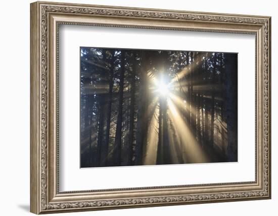 Sunrise through Morning Fog and Trees, Oregon Coast, Pacific Northwest-Craig Tuttle-Framed Photographic Print