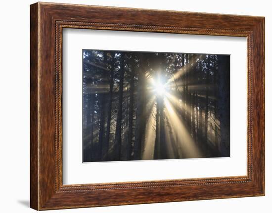 Sunrise through Morning Fog and Trees, Oregon Coast, Pacific Northwest-Craig Tuttle-Framed Photographic Print