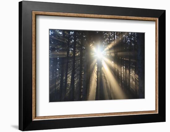 Sunrise through Morning Fog and Trees, Oregon Coast, Pacific Northwest-Craig Tuttle-Framed Photographic Print