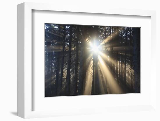 Sunrise through Morning Fog and Trees, Oregon Coast, Pacific Northwest-Craig Tuttle-Framed Photographic Print