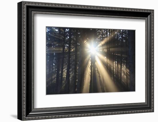 Sunrise through Morning Fog and Trees, Oregon Coast, Pacific Northwest-Craig Tuttle-Framed Photographic Print