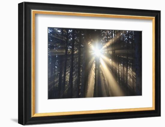 Sunrise through Morning Fog and Trees, Oregon Coast, Pacific Northwest-Craig Tuttle-Framed Photographic Print