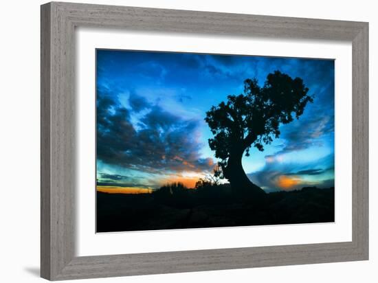 Sunrise Tree at Dead Horse Point, Southern Utah-Vincent James-Framed Photographic Print