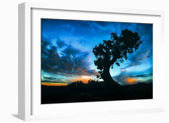 Sunrise Tree at Dead Horse Point, Southern Utah-Vincent James-Framed Photographic Print
