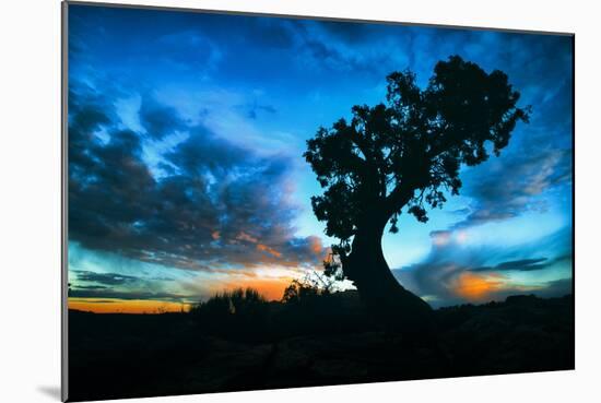 Sunrise Tree at Dead Horse Point, Southern Utah-Vincent James-Mounted Photographic Print