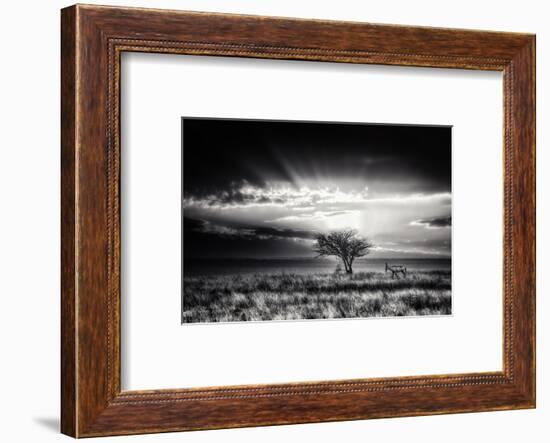 Sunrise With Hartebeest-Piet Flour-Framed Photographic Print