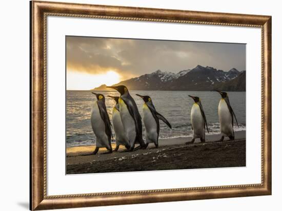 Sunrise with marching king penguins on the beach of St. Andrews Bay, South Georgia Islands.-Tom Norring-Framed Photographic Print