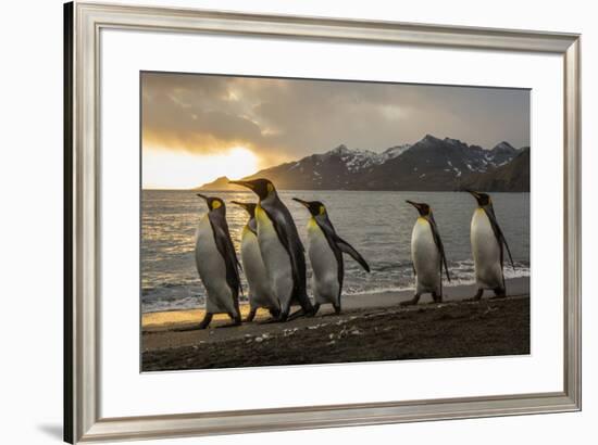 Sunrise with marching king penguins on the beach of St. Andrews Bay, South Georgia Islands.-Tom Norring-Framed Photographic Print