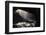 Sunryas in a cave, Oregon, USA-Panoramic Images-Framed Photographic Print