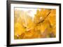 Suns Have Gone-Philippe Sainte-Laudy-Framed Photographic Print
