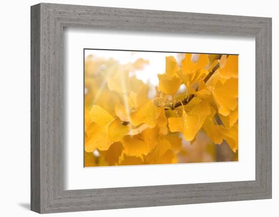 Suns Have Gone-Philippe Sainte-Laudy-Framed Photographic Print