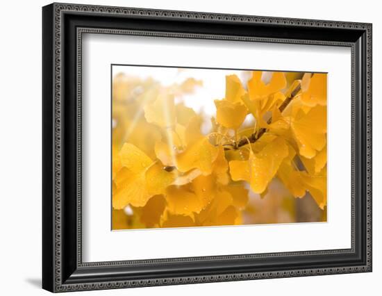 Suns Have Gone-Philippe Sainte-Laudy-Framed Photographic Print