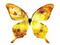 Golden Butterfly , Isolated on White-suns07butterfly-Mounted Art Print