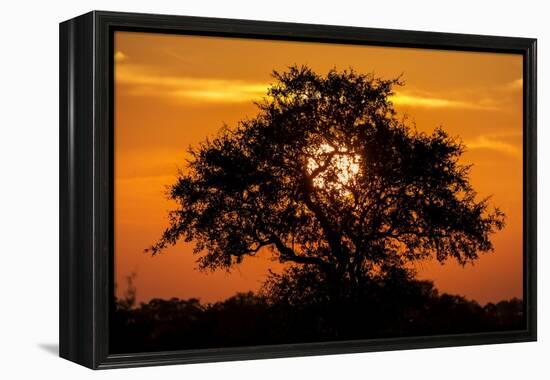 Sunset and Acacia Tree, Kruger National Park, South Africa-Paul Souders-Framed Premier Image Canvas