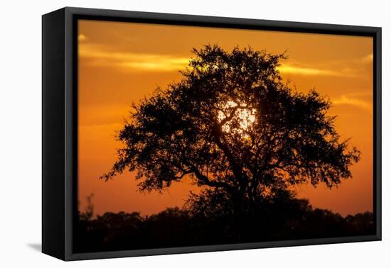 Sunset and Acacia Tree, Kruger National Park, South Africa-Paul Souders-Framed Premier Image Canvas