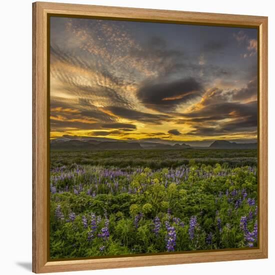 Sunset and Lupines, Myrdalssandur, South Coast, Iceland-Arctic-Images-Framed Premier Image Canvas