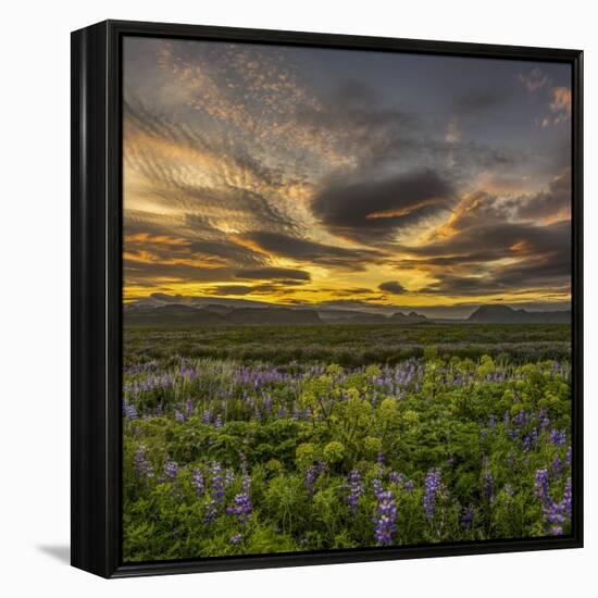 Sunset and Lupines, Myrdalssandur, South Coast, Iceland-Arctic-Images-Framed Premier Image Canvas