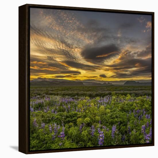 Sunset and Lupines, Myrdalssandur, South Coast, Iceland-Arctic-Images-Framed Premier Image Canvas