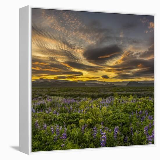 Sunset and Lupines, Myrdalssandur, South Coast, Iceland-Arctic-Images-Framed Premier Image Canvas