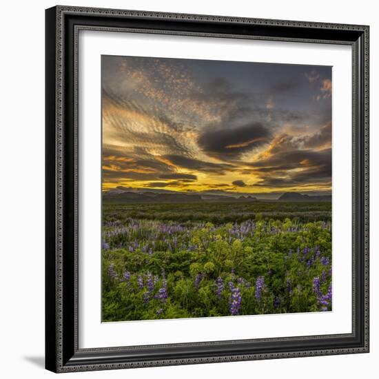 Sunset and Lupines, Myrdalssandur, South Coast, Iceland-Arctic-Images-Framed Photographic Print