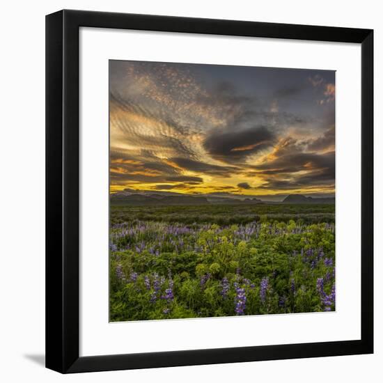 Sunset and Lupines, Myrdalssandur, South Coast, Iceland-Arctic-Images-Framed Photographic Print