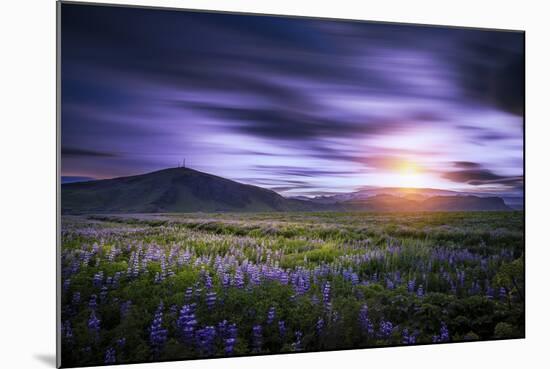 Sunset and Lupines, Myrdalssandur, South Coast, Iceland-Arctic-Images-Mounted Photographic Print