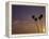 Sunset and Palm Trees, Laguna Beach, CA-Mitch Diamond-Framed Premier Image Canvas