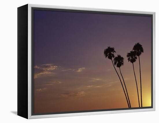 Sunset and Palm Trees, Laguna Beach, CA-Mitch Diamond-Framed Premier Image Canvas