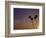 Sunset and Palm Trees, Laguna Beach, CA-Mitch Diamond-Framed Photographic Print