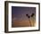 Sunset and Palm Trees, Laguna Beach, CA-Mitch Diamond-Framed Photographic Print