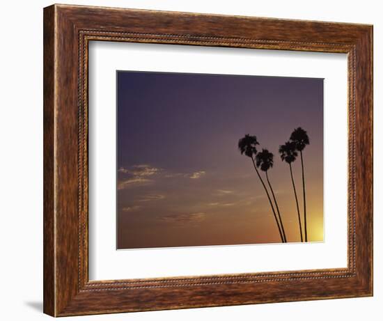 Sunset and Palm Trees, Laguna Beach, CA-Mitch Diamond-Framed Photographic Print