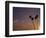 Sunset and Palm Trees, Laguna Beach, CA-Mitch Diamond-Framed Photographic Print