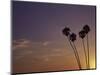 Sunset and Palm Trees, Laguna Beach, CA-Mitch Diamond-Mounted Photographic Print