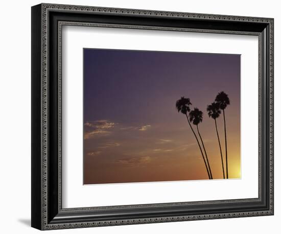 Sunset and Palm Trees, Laguna Beach, CA-Mitch Diamond-Framed Photographic Print