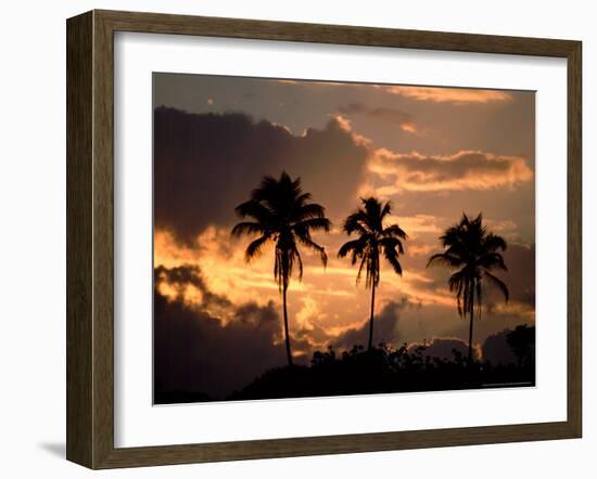 Sunset and Palm Trees, Tortuguero National Park, Costa Rica-Cindy Miller Hopkins-Framed Photographic Print