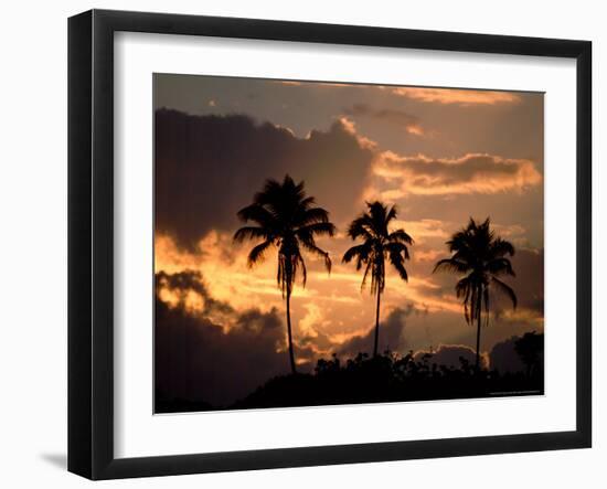 Sunset and Palm Trees, Tortuguero National Park, Costa Rica-Cindy Miller Hopkins-Framed Photographic Print