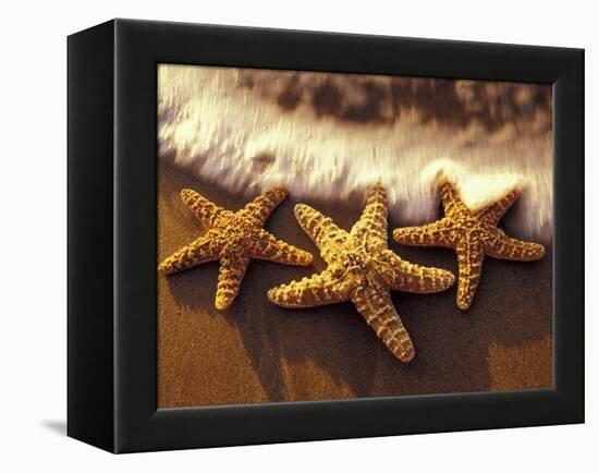 Sunset and Starfish on Surf Line, Maui, Hawaii, USA-Darrell Gulin-Framed Premier Image Canvas