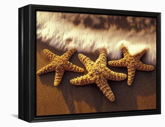 Sunset and Starfish on Surf Line, Maui, Hawaii, USA-Darrell Gulin-Framed Premier Image Canvas