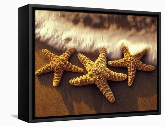 Sunset and Starfish on Surf Line, Maui, Hawaii, USA-Darrell Gulin-Framed Premier Image Canvas