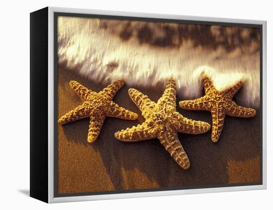 Sunset and Starfish on Surf Line, Maui, Hawaii, USA-Darrell Gulin-Framed Premier Image Canvas