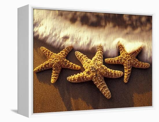 Sunset and Starfish on Surf Line, Maui, Hawaii, USA-Darrell Gulin-Framed Premier Image Canvas