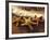 Sunset and Starfish on Surf Line, Maui, Hawaii, USA-Darrell Gulin-Framed Photographic Print