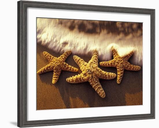 Sunset and Starfish on Surf Line, Maui, Hawaii, USA-Darrell Gulin-Framed Photographic Print