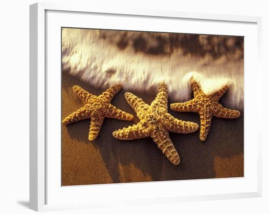 Sunset and Starfish on Surf Line, Maui, Hawaii, USA-Darrell Gulin-Framed Photographic Print