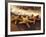 Sunset and Starfish on Surf Line, Maui, Hawaii, USA-Darrell Gulin-Framed Photographic Print