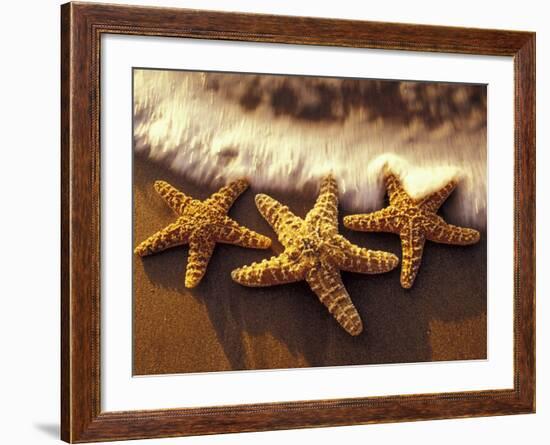 Sunset and Starfish on Surf Line, Maui, Hawaii, USA-Darrell Gulin-Framed Photographic Print