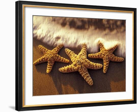 Sunset and Starfish on Surf Line, Maui, Hawaii, USA-Darrell Gulin-Framed Photographic Print