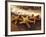 Sunset and Starfish on Surf Line, Maui, Hawaii, USA-Darrell Gulin-Framed Photographic Print