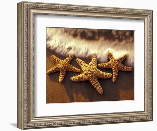 Sunset and Starfish on Surf Line, Maui, Hawaii, USA-Darrell Gulin-Framed Photographic Print